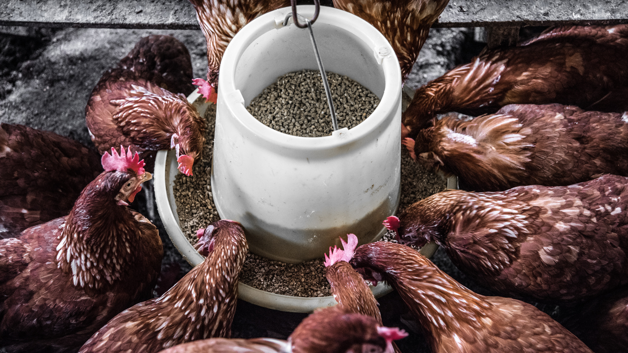 Alimentation animale